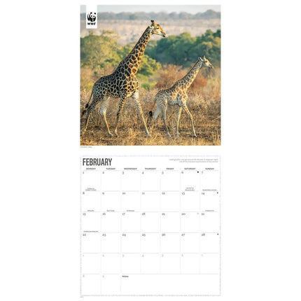 CarouselCalendars WWF Giraffe Kalender 2027