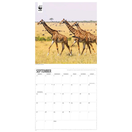 CarouselCalendars WWF Giraffe Kalender 2027