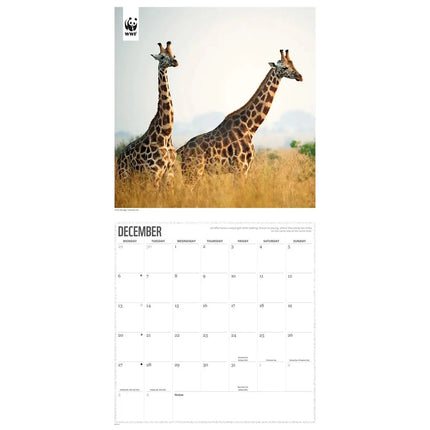 CarouselCalendars WWF Giraffe Kalender 2027