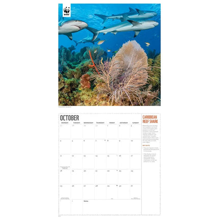 CarouselCalendars WWF Oceans Kalender 2027