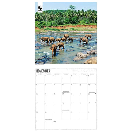 CarouselCalendars WWF Olifanten Kalender 2027