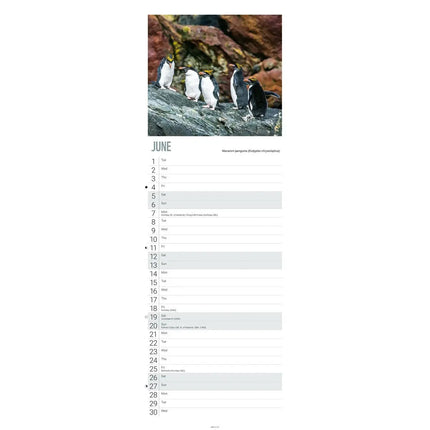 CarouselCalendars WWF Penguins Slimline Kalender 2027