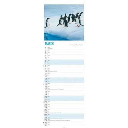 CarouselCalendars WWF Penguins Slimline Kalender 2027