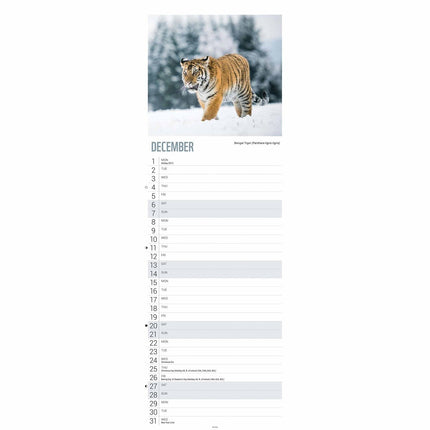 CarouselCalendars WWF Tijger Kalender 2025 Slimline