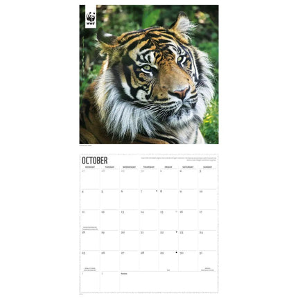CarouselCalendars WWF Tijger Kalender 2027