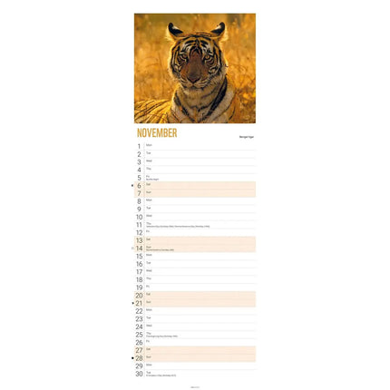 CarouselCalendars WWF Tijger Kalender 2027 Slimline