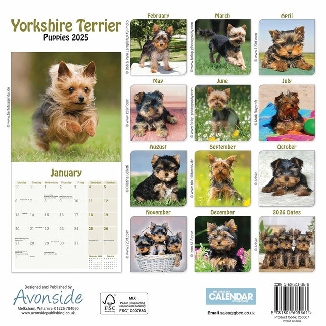 CarouselCalendars Yorkshire Terriers Puppies Kalender 2025 Mini