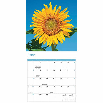 CarouselCalendars Zonnebloemen Kalender 2026