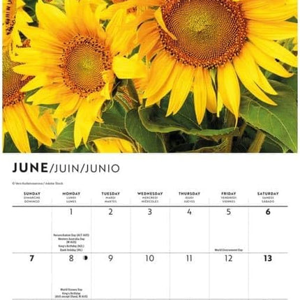 CarouselCalendars Zonnebloemen Kalender 2026 Mini