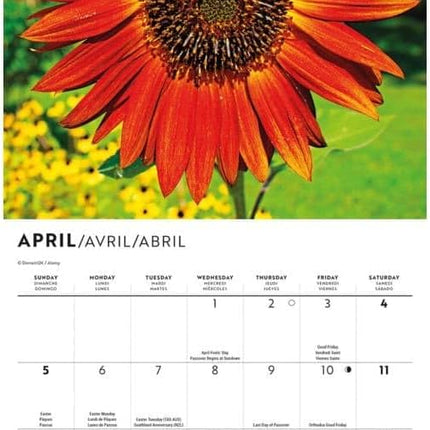 CarouselCalendars Zonnebloemen Kalender 2026 Mini
