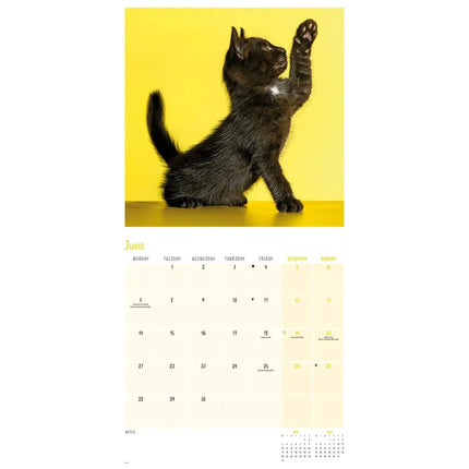 CarouselCalendars Zwarte Katten Kalender 2027