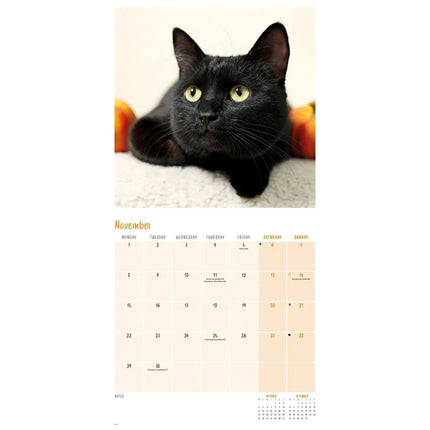 CarouselCalendars Zwarte Katten Kalender 2027