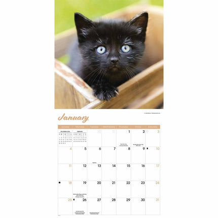 CarouselCalendars Zwarte Kittens Kalender 2026