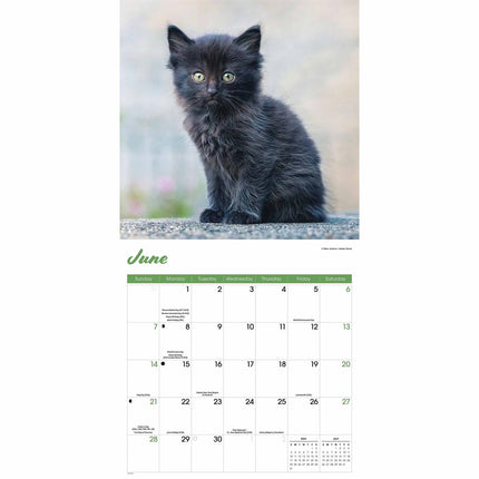 CarouselCalendars Zwarte Kittens Kalender 2026