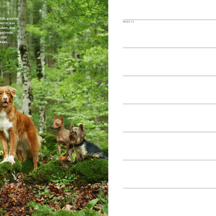 Edicola Hond & Co Agenda 2026