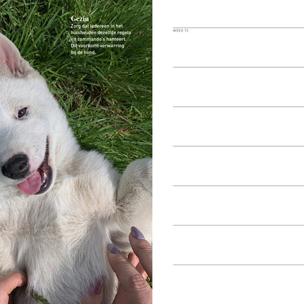 Edicola Hond & Co Agenda 2026