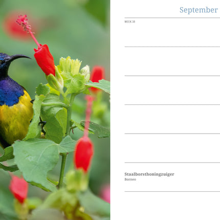 Edicola Inge’s Vogels Agenda 2026