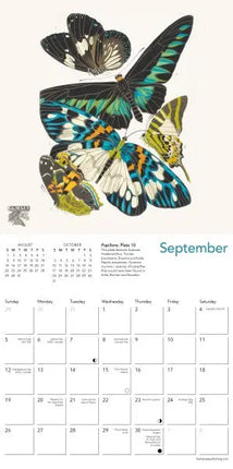 Flame Tree Butterflies by E.A. Séguy Kalender 2027 Mini