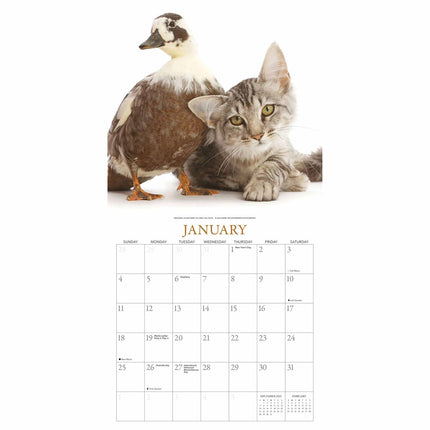 Gladstone Media Kittens en Vrienden Kalender 2026
