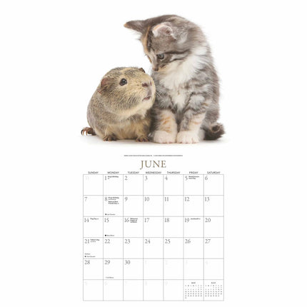 Gladstone Media Kittens en Vrienden Kalender 2026