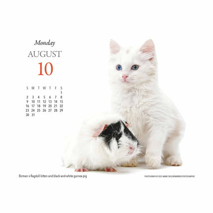 Gladstone Media Kittens en Vrienden Scheurkalender 2026 Boxed