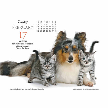 Gladstone Media Kittens en Vrienden Scheurkalender 2026 Boxed
