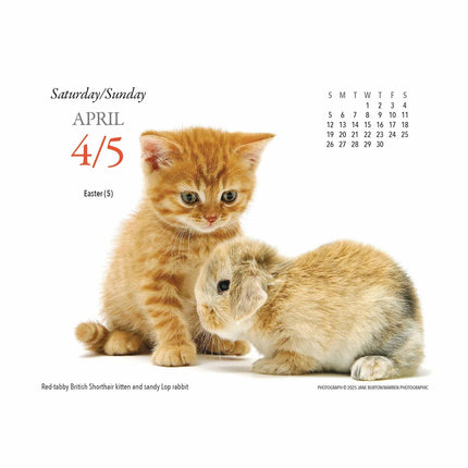 Gladstone Media Kittens en Vrienden Scheurkalender 2026 Boxed