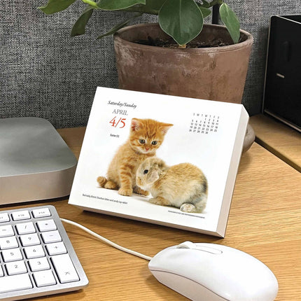 Gladstone Media Kittens en Vrienden Scheurkalender 2026 Boxed