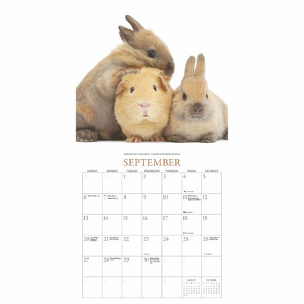 Gladstone Media Konijnen en Vrienden Kalender 2026