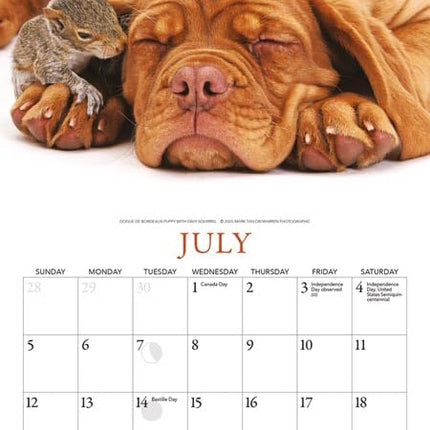 Gladstone Media Puppies en Vrienden Kalender 2026 Mini