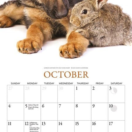 Gladstone Media Puppies en Vrienden Kalender 2026 Mini