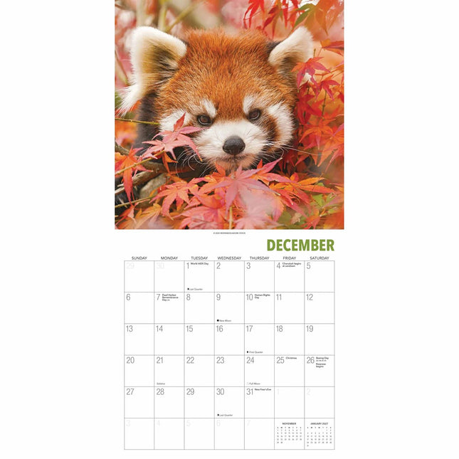 Gladstone Media Rode Panda Kalender 2026