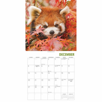 Gladstone Media Rode Panda Kalender 2027