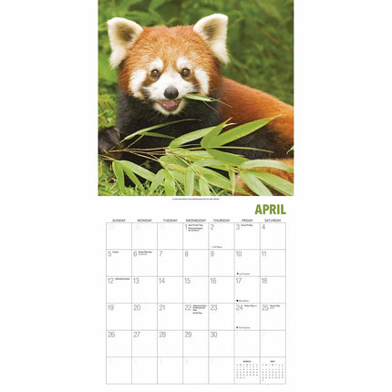 Gladstone Media Rode Panda Kalender 2027