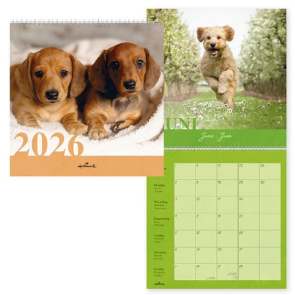 Hallmark Dogs Kalender 2026