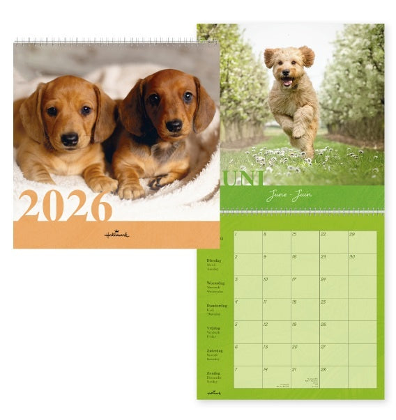 Hallmark Dogs Kalender 2026