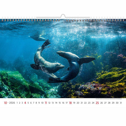 Helma Deep Blue Wildlife Kalender 2026