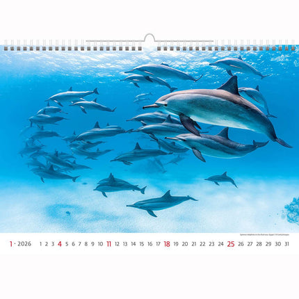 Helma Deep Blue Wildlife Kalender 2026