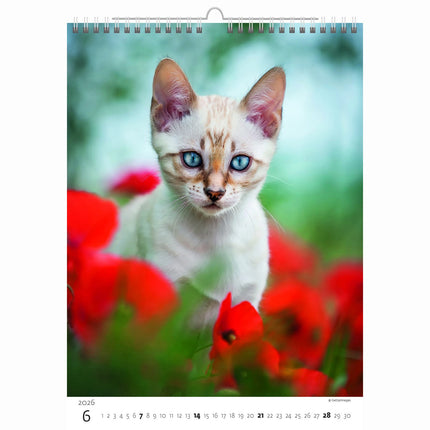 Helma Kittens Kalender 2026