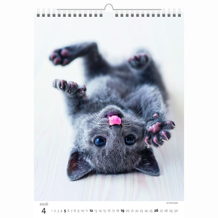 Helma Kittens Kalender 2026