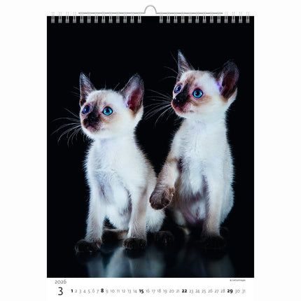 Helma Kittens Kalender 2026