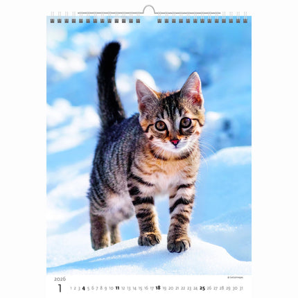 Helma Kittens Kalender 2026
