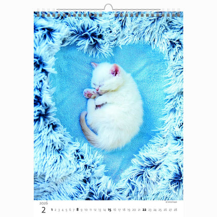 Helma Kittens Kalender 2026