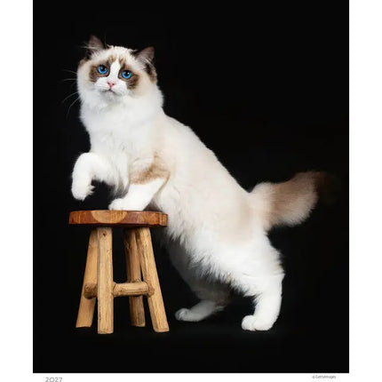 Helma Kittens Kalender 2027