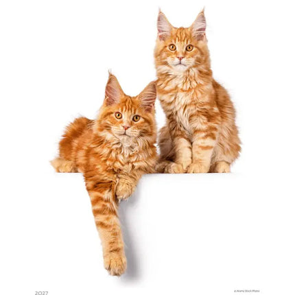 Helma Kittens Kalender 2027