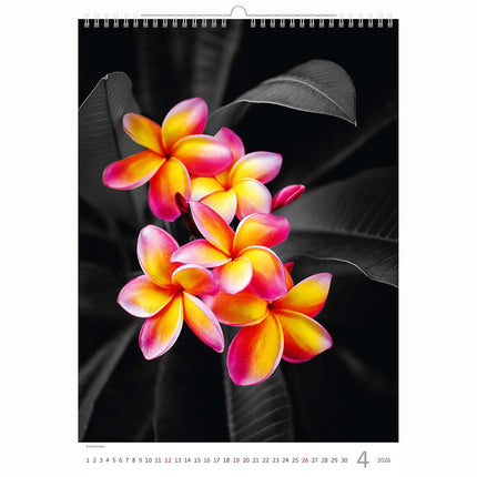 Helma Kleuren Kunst Kalender 2026