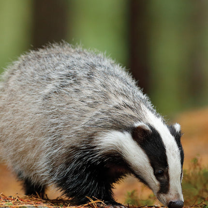 kalenderwinkel British Wildlife A3 Kalender 2025