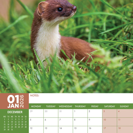 kalenderwinkel British Wildlife A3 Kalender 2026