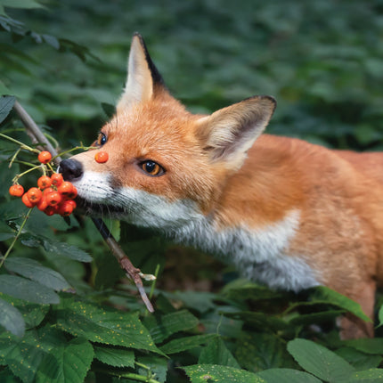 kalenderwinkel British Wildlife A3 Kalender 2026