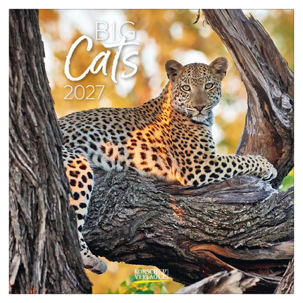 Korsch Verlag Big Cats Kalender 2027